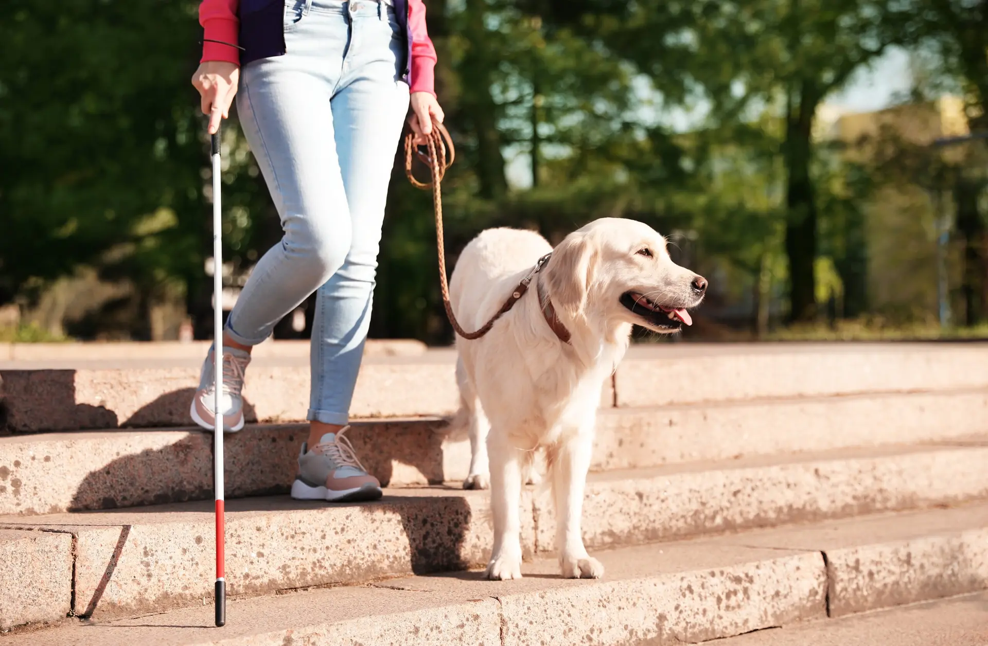 SERVICE ASSISTANCE AND GUIDE DOGS